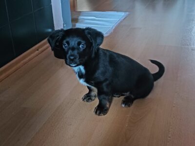 Zaginęła sunia Zoja