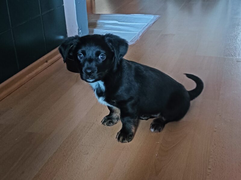 Zaginęła sunia Zoja