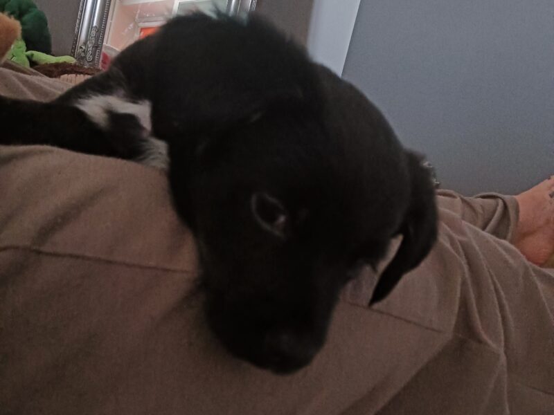 Zaginęła sunia Zoja