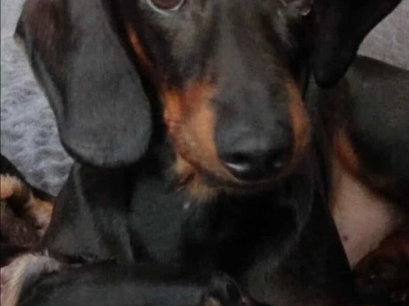 Zaginął piesek Emilek❤️