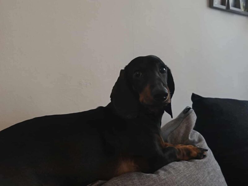 Zaginął piesek Emilek❤️