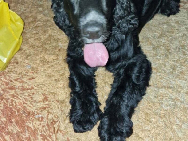 ZAGINĄŁ PIESEK FLOREK