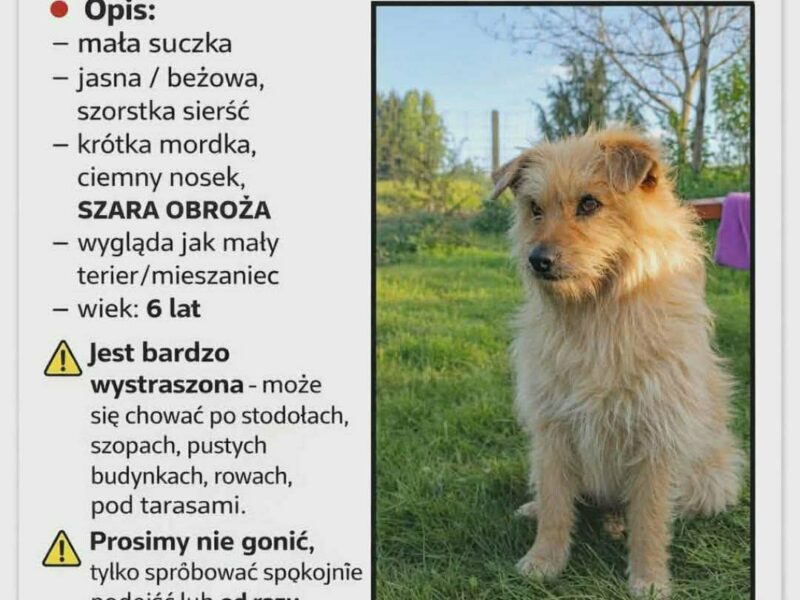 Zaginął Piesek Pusia