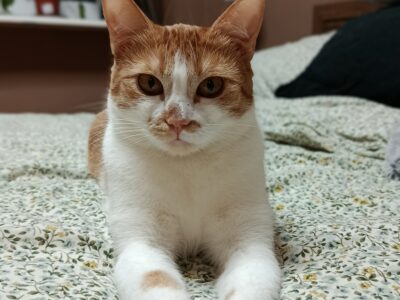 Zaginęła kotka LUBLIN FILO