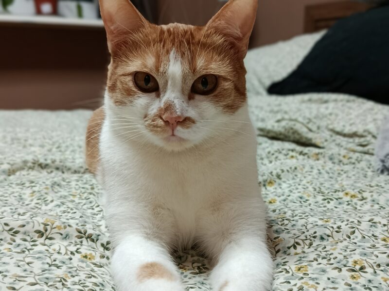 Zaginęła kotka LUBLIN FILO