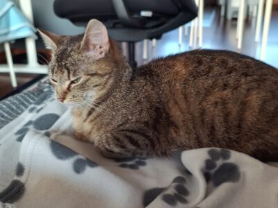 Zaginęła 2letnia kotka Miśka - Poznań