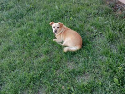 Zaginął piesek Tropek