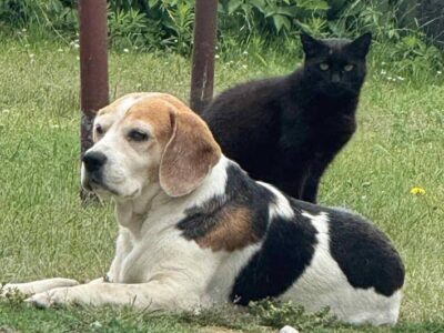 Zaginęła suczka Beagle Maja