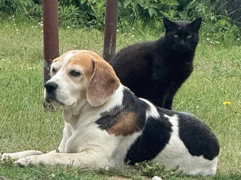 Zaginęła suczka Beagle Maja