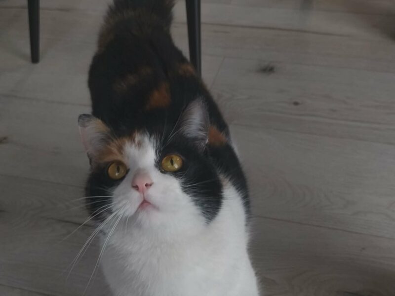 Zaginęła kotka Blejz