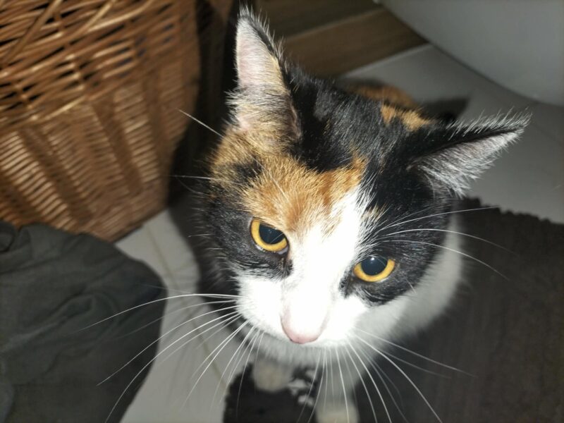 Zaginęła kotka Blejz