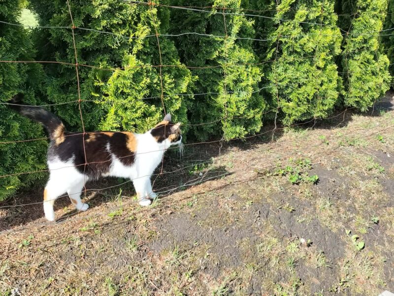 Zaginęła kotka Blejz