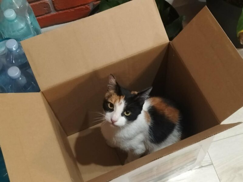 Zaginęła kotka Blejz