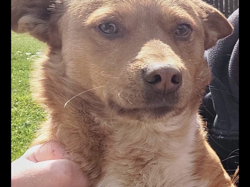 Zaginął Pies Guciu