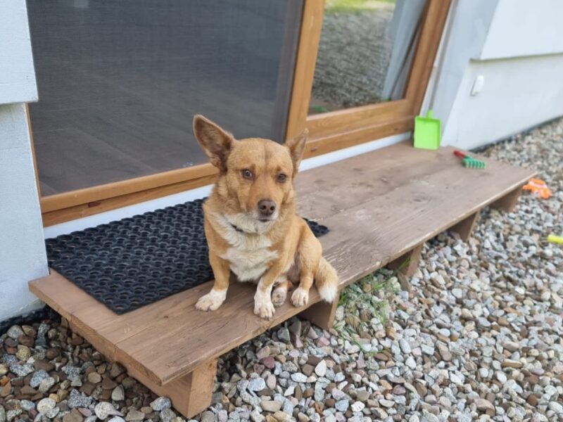 Zaginął Pies Guciu