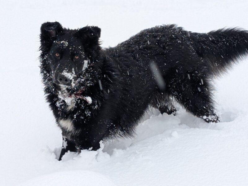 Zaginął suczka Bella