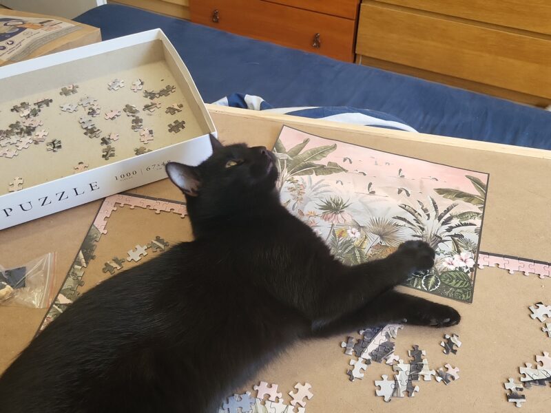 Zaginął Kot Behemot