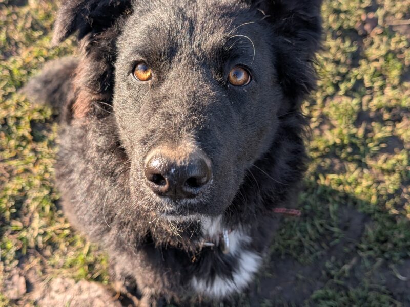 Zaginął suczka Bella