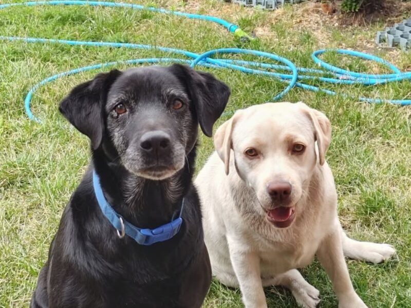 Zaginęły 2 labradory Fado i Figa
