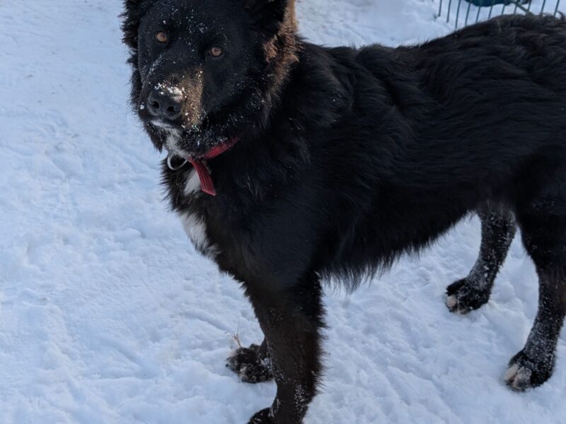 Zaginął suczka Bella