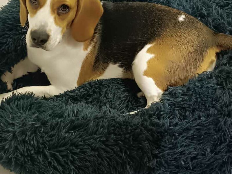 ZAGINĄŁ PIES – PROSZĘ O POMOC