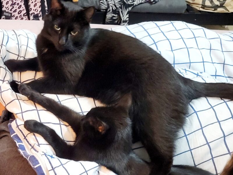 Zaginął Kot Behemot