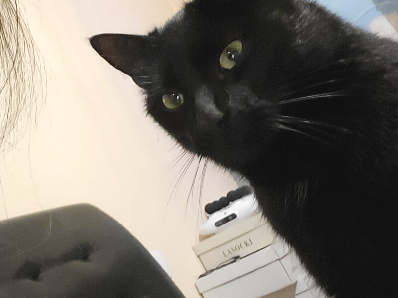 Zaginął Kot Behemot