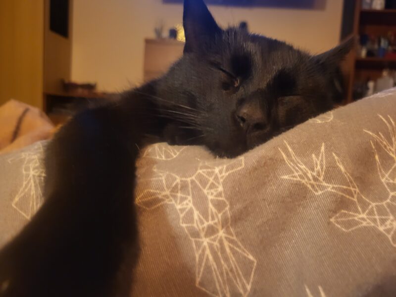 Zaginął Kot Behemot