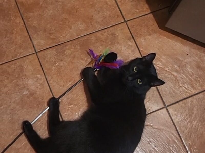 Zaginął Kot Behemot