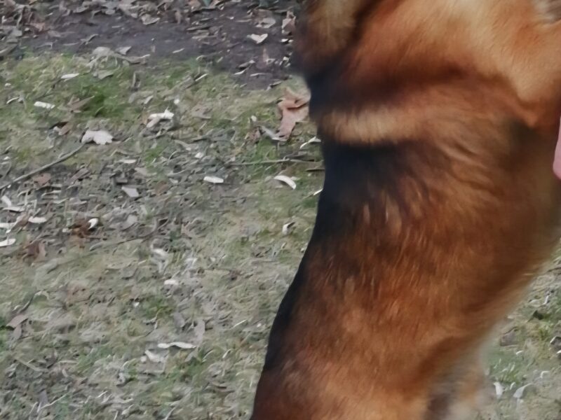 Uwaga!! Zaginął pies Rudy