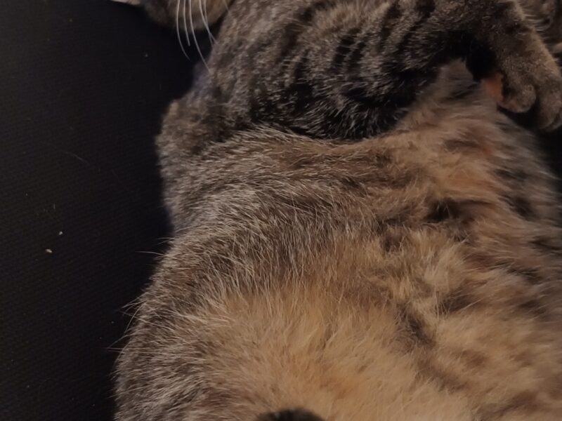 Zaginęła 2letnia kotka Miśka - Poznań