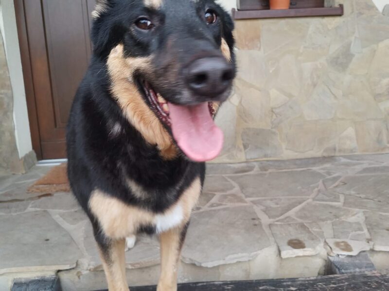 Zaginęła suczka Mija