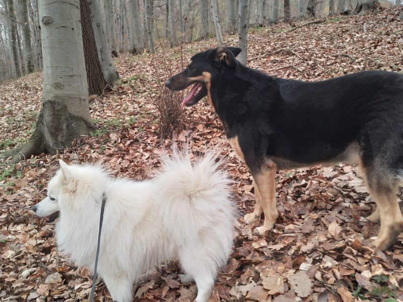 Zaginęła suczka Mija