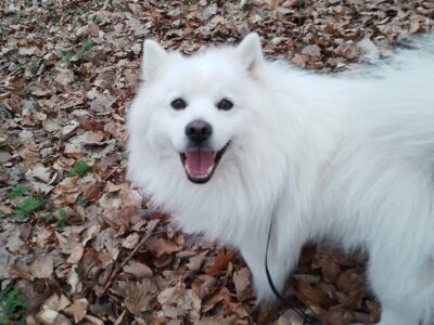 Zaginął szpic niemiecki Fafik