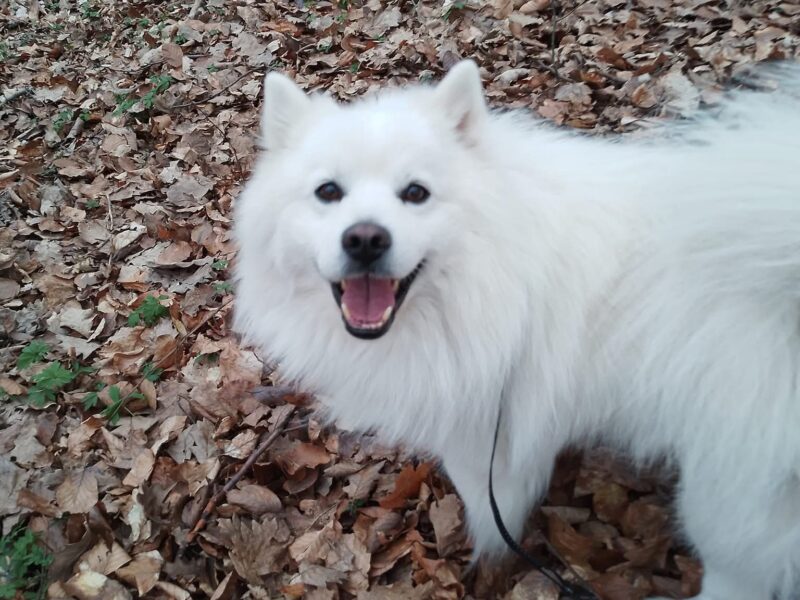 Zaginął szpic niemiecki Fafik