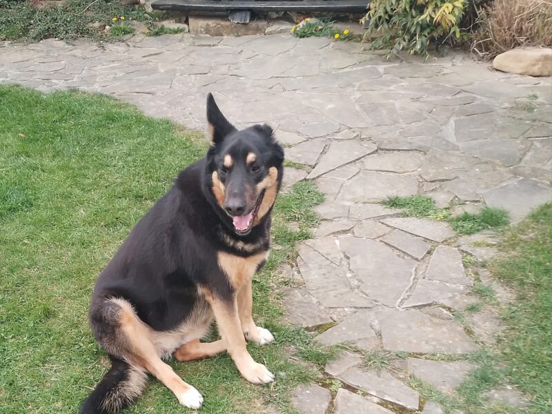 Zaginęła suczka Mija