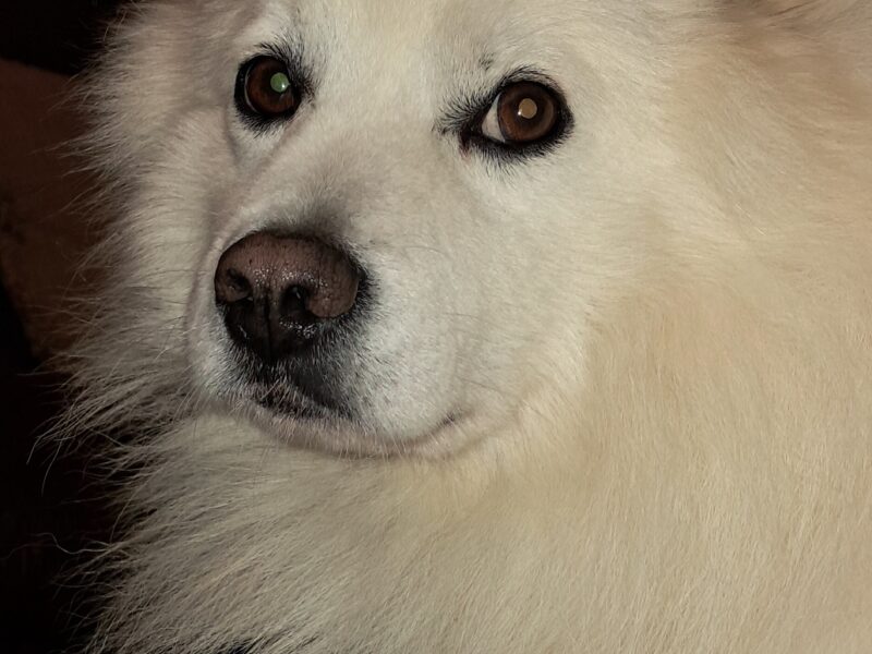 Zaginął szpic niemiecki Fafik