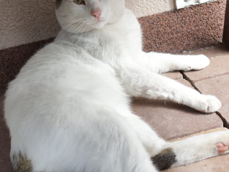 Zaginął kotek Loron