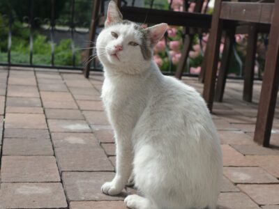 Zaginął kotek Loron