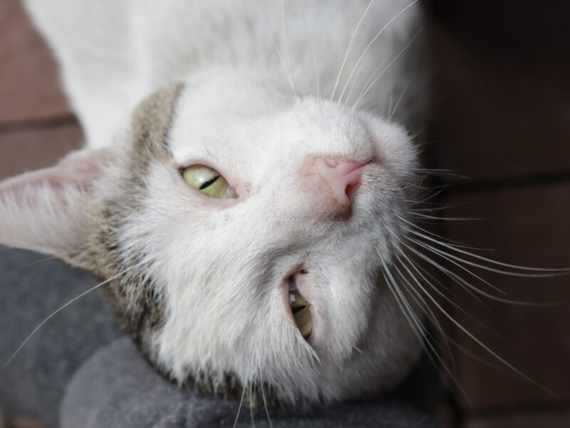 Zaginął kotek Loron