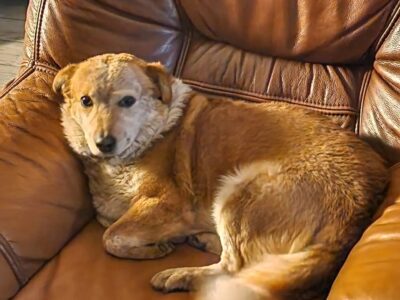 Zaginął pies Antek ANTEK WRÓCIŁ DO DOMU!