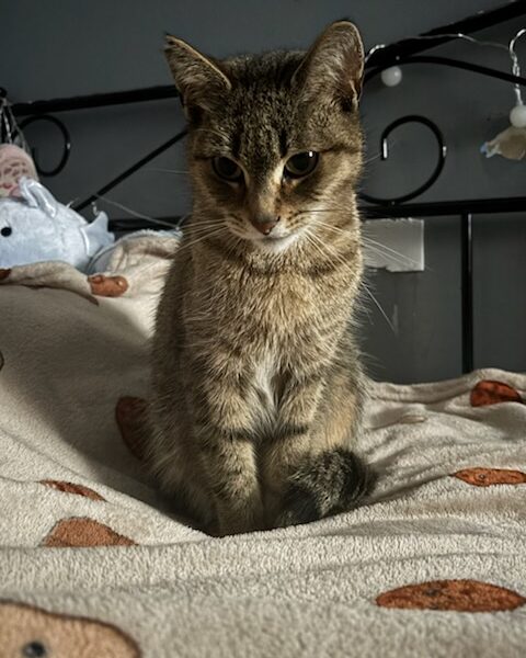 Zaginęła kotka Koko