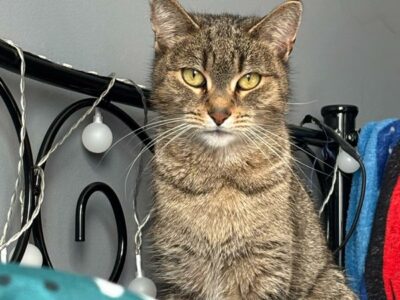 Zaginęła kotka Koko