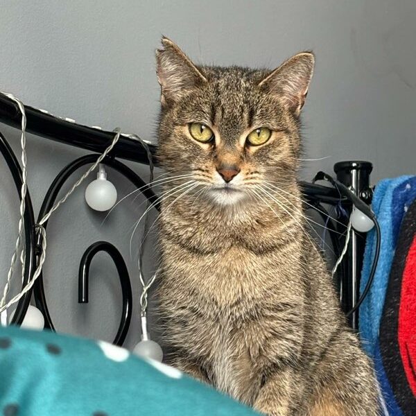 Zaginęła kotka Koko