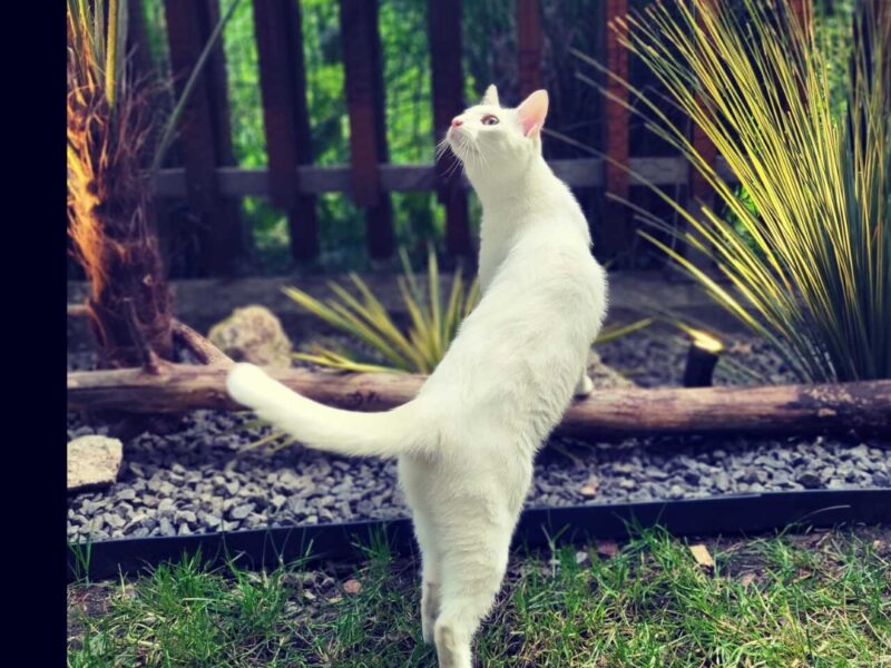 Kotka odnaleziona cała i zdrowa Zaginęła biała kotka Chanela