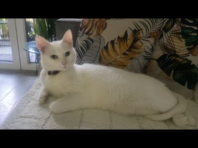 Kotka odnaleziona cała i zdrowa Zaginęła biała kotka Chanela