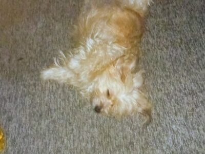 Zaginęła moja kudłata przyjaciółka