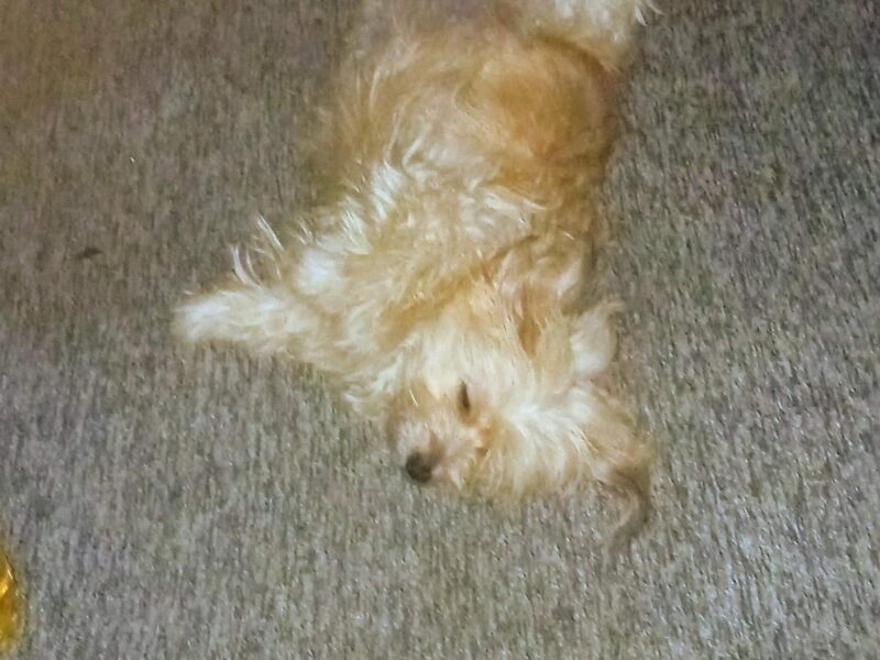 Zaginęła moja kudłata przyjaciółka