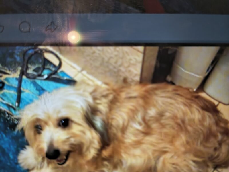 Zaginęła moja kudłata przyjaciółka