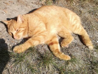 Zaginęła kotka Ruda